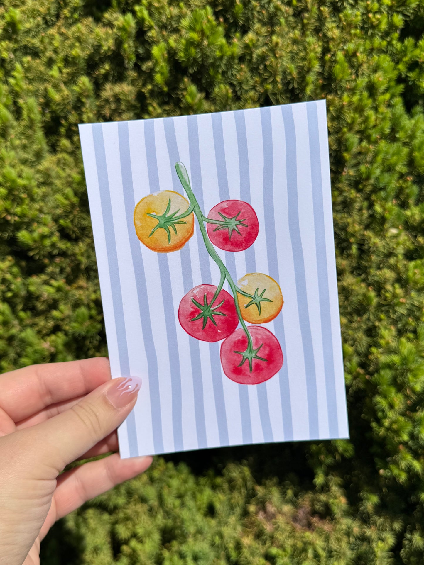 "Summer Tomatoes" Art Print/Greeting Card